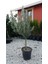 Saksıda Yarı Bodur 7-10 Kutur Gemlik Zeytin Fidanı 3-4 Yaş 50-70 cm Boy 1