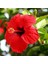 Tüplü 2 Adet 60-80 cm Kırmızı Japon Gülü (Hibiscus) 1