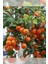 Tüplü Aşılı Klemantin Nova Mandalina Yaş 1-2 Boy 90-110CM Fidanı 1
