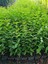 Çit Bitkisi Ligustrum Kurtbağrı Fidanı Boy 90-110CM 4 Adet 1