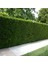 Çit Bitkisi Ligustrum Kurtbağrı Fidanı Boy 90-110CM 4 Adet 2