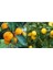 Tüplü Aşılı Kokulu Bodrum Mandalinası + Yediveren Limon Fidanı (2li Paket) 1
