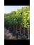Tüplü Aşılı Enterdonat Limon 2 Yaş Boy 90-110 cm 2