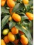 Tüplü Aşılı Kamkat (Kumkuat) 2 Yaş Boy 70-90 cm 1