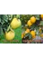 Tüplü Aşılı Yediveren Limon+Şadok Ağaç Kavunu 1-2 Yaş 90-110CM 1