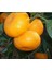 Tüplü Aşılı Mihovaze Mandalina Fidanı Yaş 1-2 Boy 90-110CM 1