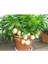 Tüplü Salkım Meyveli Pepino Fidanı Yaş 1 Boy 45-65CM 1