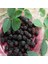 Tüplü Boysen Berry Böğütlen Fidanı Yaş 2 Boy 50-70CM 1