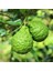 Tüplü Aşılı Bergamot Fidanı 2 Yaş - 70-90 Boy 1