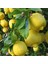 Tüplü Aşılı Bodur Euroka Limon Fidanı 2 Yaş 70-90 cm (Bol Sulu) 1