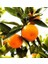 Tüplü Aşılı Satsuma Mandalina Fidanı Yaş 1-2 Boy 90-110CM 1