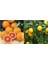 Tüplü Aşılı Cara Cara Portakal + Yediveren Limon Fidanı 2 Yaş (2li Paket) 1