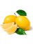 Tüplü Aşılı Yediveren Limon Fidanı 2 Yaş Boy 90-110CM 2