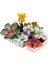S00004685 Blx Flower Set Sculent 971 Prç -Sun 2