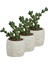 Mini Çiçek Saksı Küçük Sukulent Kaktüs Saksısı 3'lü Set Kaktüs Desenli Model 6