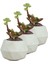 Mini Çiçek Saksı Küçük Sukulent Kaktüs Saksısı 3'lü Set Mini Poly Silindir Model 6