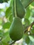 Avokado 1 kg 1