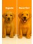 Plus+B For Dogs 50 Ml. ( Köpekler Için Tüy Sağlığı Damlası ) 2