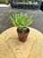 Sukulent Senecio Ficoides - Saksı Hediyeli 2