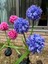 Güneş Enerjili 3 Kafalı Ortanca Dış Mekan Dekoratif LED Işık Solar Hydrangea Light 4