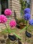 Güneş Enerjili 3 Kafalı Ortanca Dış Mekan Dekoratif LED Işık Solar Hydrangea Light 5