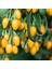 Tüplü Nadir Çeşit Sarı Goji Berry Kurt Üzümü (Bambulu) 1