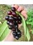 Karayemiş Laz Kirazı (Prunus Laurocerasus) Fidanı 1