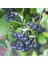 Tüplü Chokeberry Aronya Rus Yaban Mersini Fidanı 1
