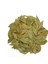 Mersin Yaprağı Myrtus Communis 1 Kg, Derya Eren 2