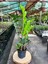 Zamia - Zeze Çiçeği 40-60 cm 1