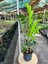 Zamia - Zeze Çiçeği 40-60 cm 2