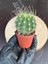 Echinopsis Eyriesii Kaktüs 1