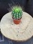 Echinopsis Eyriesii Kaktüs 2