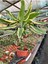 Dracaena Fragrans Gold Tek Gövdeli 40-50CM 1