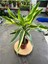 Dracaena Fragrans Gold Tek Gövdeli 40-50CM 3