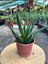 Haworthia Sukulent 8.5 cm Saksıda 1