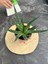 Haworthia Sukulent 8.5 cm Saksıda 2
