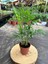 Chamaedorea Elegans Dağ Palmiyesi (40-50CM) 1