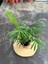 Chamaedorea Elegans Dağ Palmiyesi (40-50CM) 2
