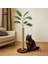 Olive - Petody Doğal Ahşap Kedi Tırmalama Ağacı 1