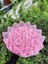 Saten Kurdele 4 cm Pembe Renk 10 Metre Süsleme, Solmayan Gül 2