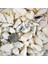 White Seula Kiloluk Deniz Kabuğu (1 Kg) 1