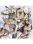 Mixed Shells Büyük Kiloluk Deniz Kabuğu (1 Kg) 1