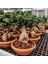-Ithal 2000GR Aşılı Gınseng Bonsai Salon Çiçeği Iç Mekan Bitkisi Çiçek 3