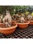 -Ithal 2000GR Aşılı Gınseng Bonsai Salon Çiçeği Iç Mekan Bitkisi Çiçek 4