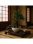 -Ithal Carmoni Bonsai Salon Iç Mekan Bitkileri Çiçek Ofis 1