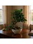 -Ithal Carmoni Bonsai Salon Iç Mekan Bitkileri Çiçek Ofis 3