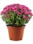 Mixed Color Chrysanthemum Karışık Renk Kasımpatı Krizantem Saksılı 10-20 cm 1