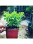 Kasımpatı Krizantem Chrysanthemum 10-20 cm 3