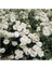 White Evergreen Ivy Rose Beyaz Yediveren Sarmaşık Gül Fidanı 5 Adet 15-25 cm 1